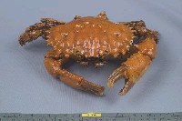 燦爛滑面蟹藏品圖，第3張